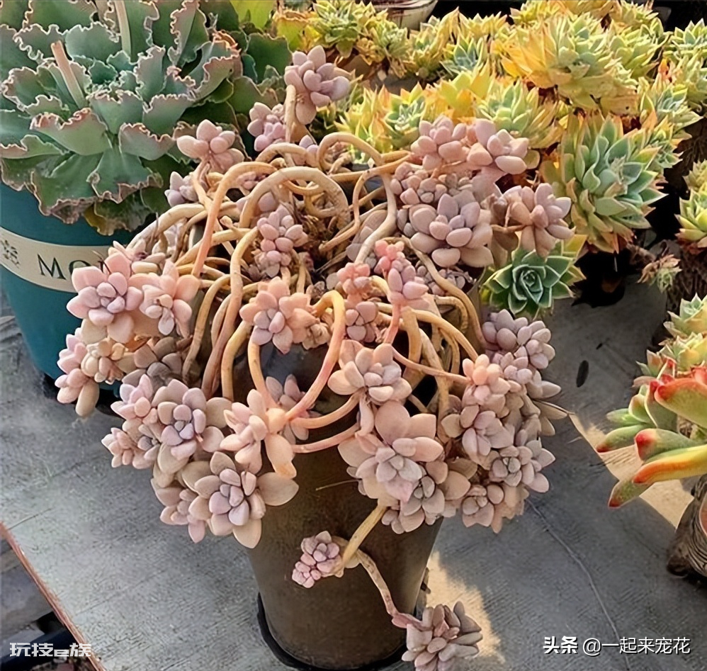 艾伦多肉养成小老桩技巧(艾伦度夏的养殖方法和注意事项)-图片4